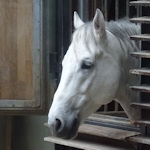 Head of a Lipizzaner horse