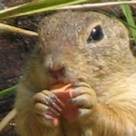 Head of a European ground squirrel