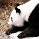 A giant panda