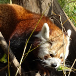 A red panda