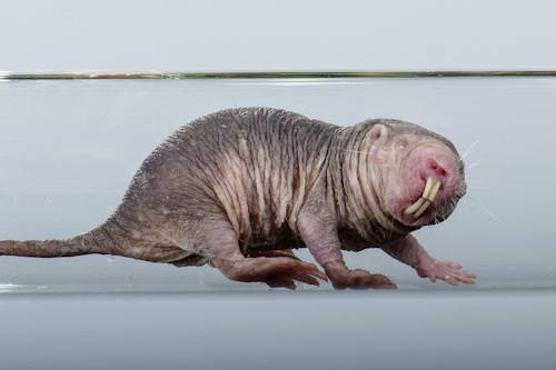 Naked mole rat © Daniel Zupanc