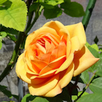 A Viennese rose