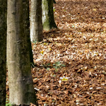 Autumnal leaves