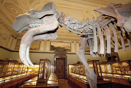 Prodeinotherium bavaricum © Naturhistorisches Museum Wien