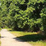 Footpath through the trees