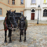 Horse and carriage