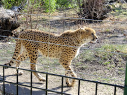 A cheetah