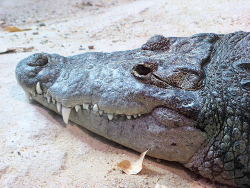 A crocodile head