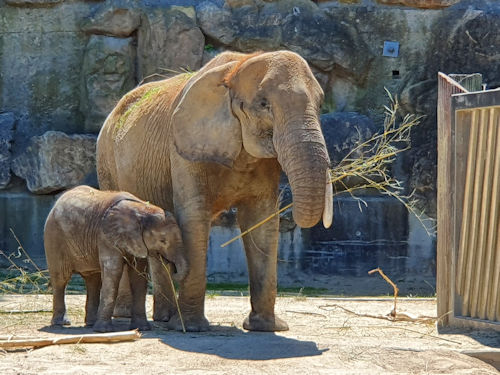 An elephant and calf