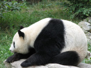 Panda Bears In Vienna Zoo Panda Bears In Vienna Zoo
