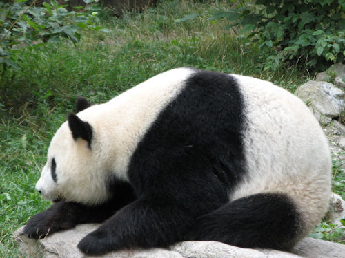 A giant panda