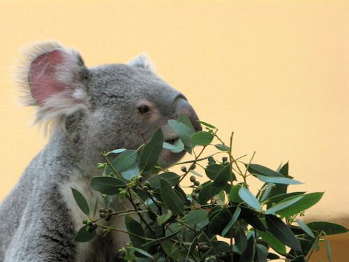 A koala bear