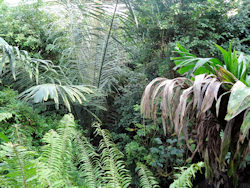 Inside the rainforest house