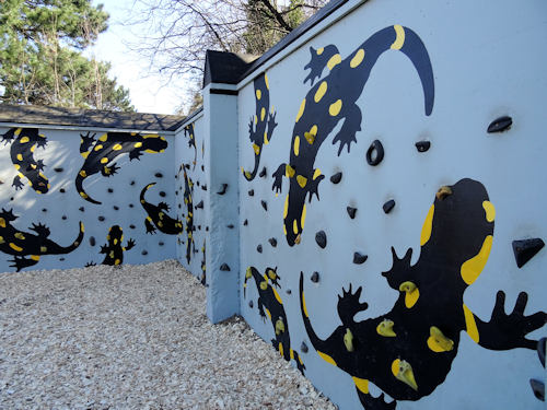 The salamander wall in the zoo