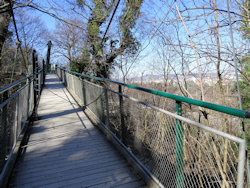 Tree crown walkway