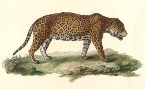 Male jaguar; Leopold Stoll; watercolour; 1820 © Österreichische Nationalbibliothek