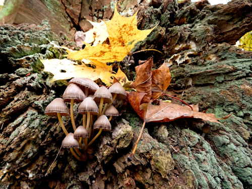 Mushrooms in autumn