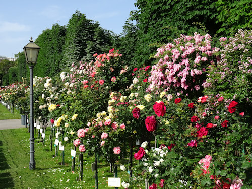 Rose bushes