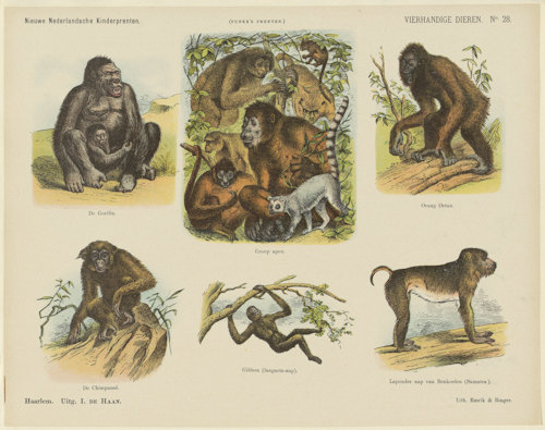 Four-handed animals Monogrammist A.K., 1875 - 1903