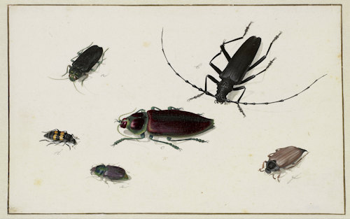Sheet with Six Beetles, Pieter Holsteyn (I), c. 1620 - c. 1662