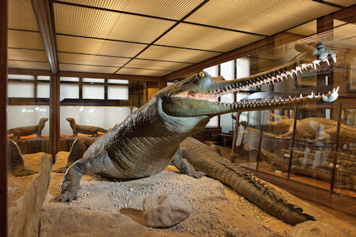 Gavail press photo © NHM Wien