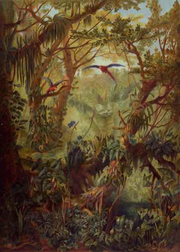 Frontispiece with jungle scene © NHM Wien, Alice Schumacher