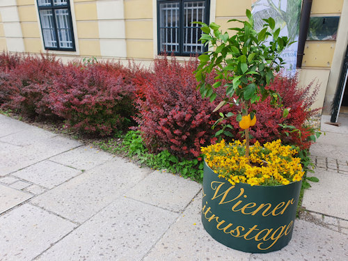 Lemon tree and pavement