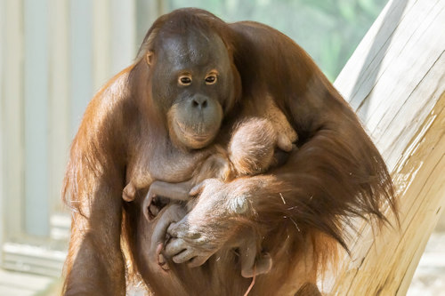 Orang utan