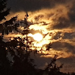 Moon behind trees