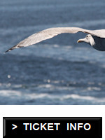 Gull wing