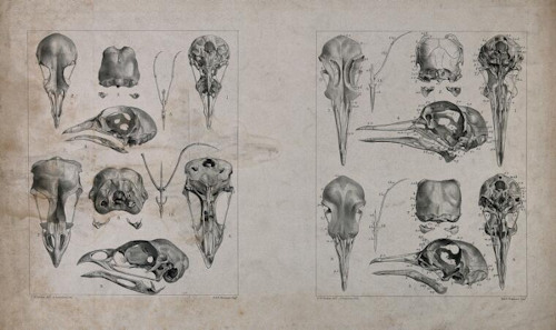 Lithograph of bird skull bones