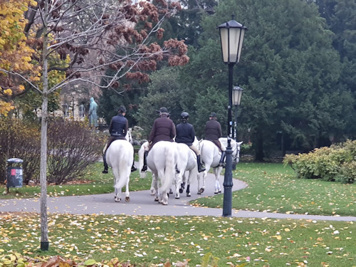 Lipizzaners out walking