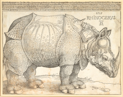 Dürer's rhino print