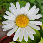 A daisy flower