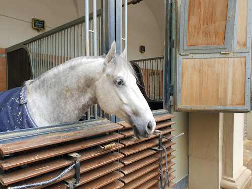 Head of a Lipizzaner stallion in his stable