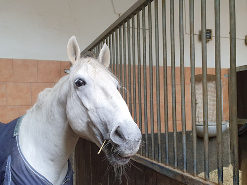 Lipizzaner chewing on hay