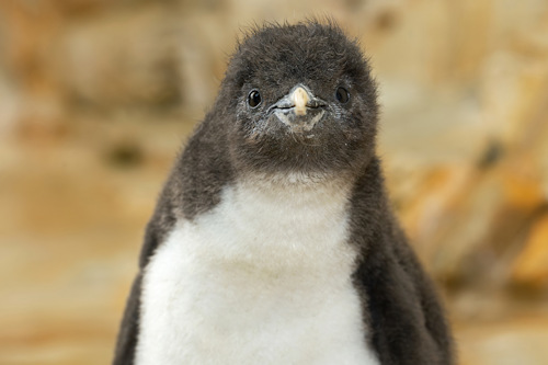 Baby rockhopper penguin