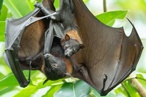 A flying fox and young