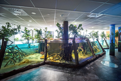 Mangrove aquarium and installation