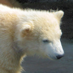 Head of a polar bear cub