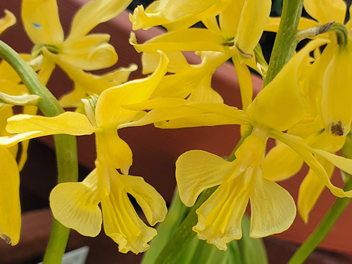 Hardy outdoor orchids