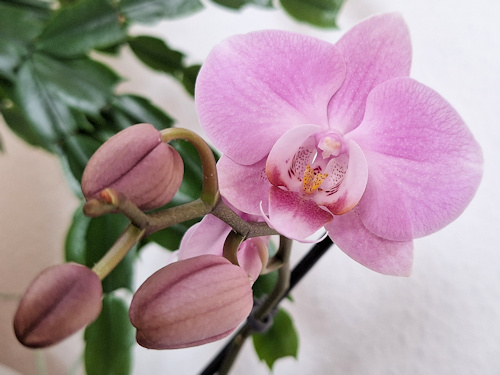 Close-up of orchids and buds