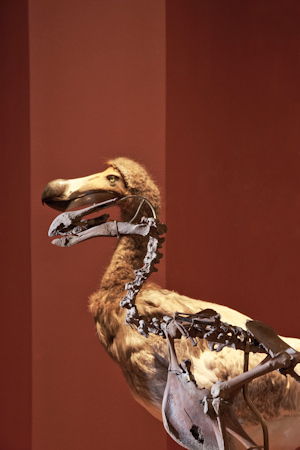 Skeleton of a dodo