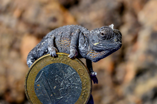 A young chameleon