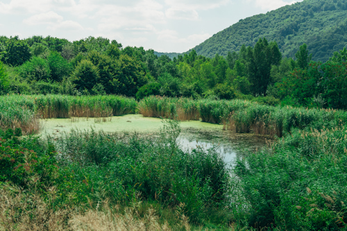Pond with reeds and woodland