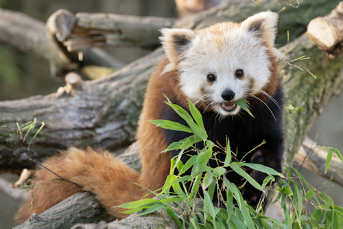 A female red panda