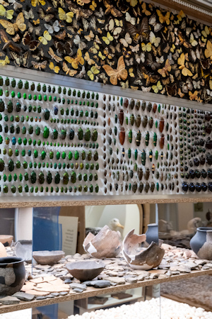Display of beetles and butterflies