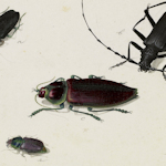 Drawing of beetles
