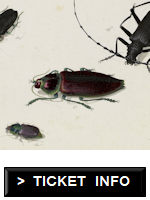Drawing of beetles