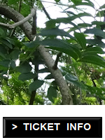 Trees and branches